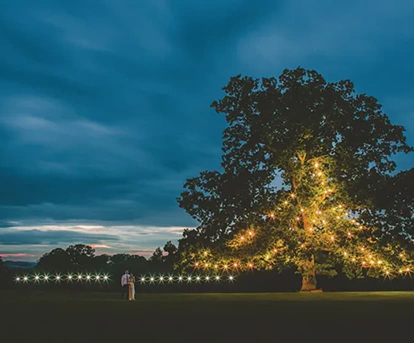 Arbre décoré avec des lumières pour la célébration de mariage